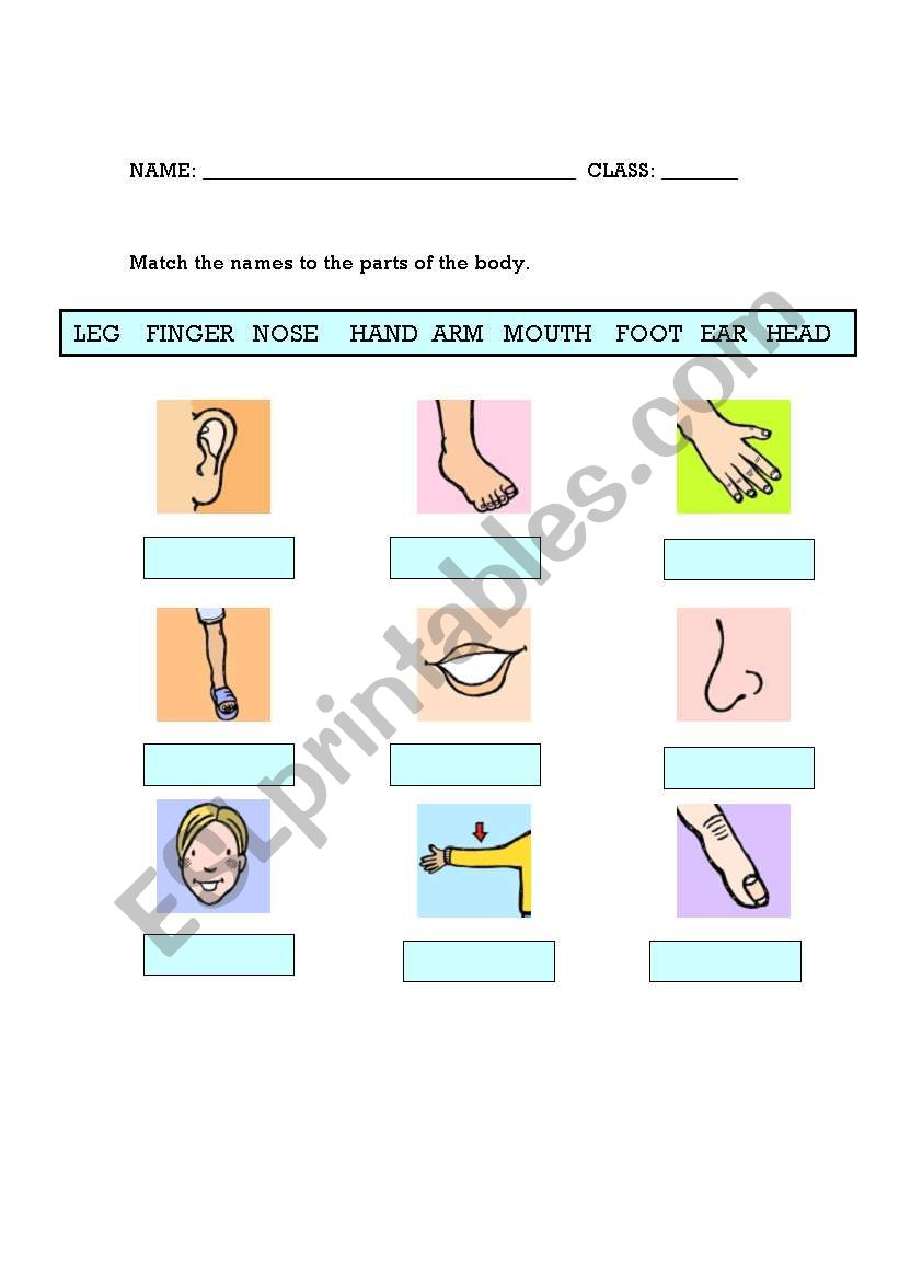 Body parts worksheet