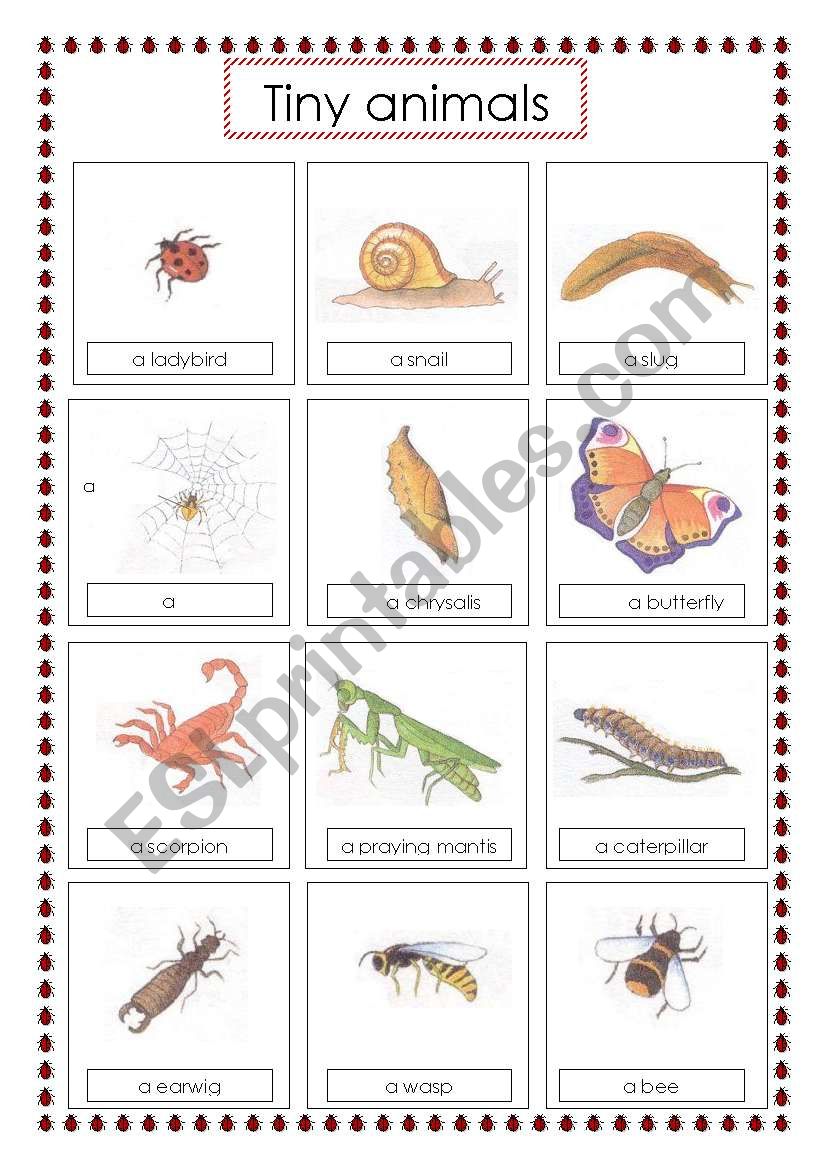 tiny animals voc worksheet