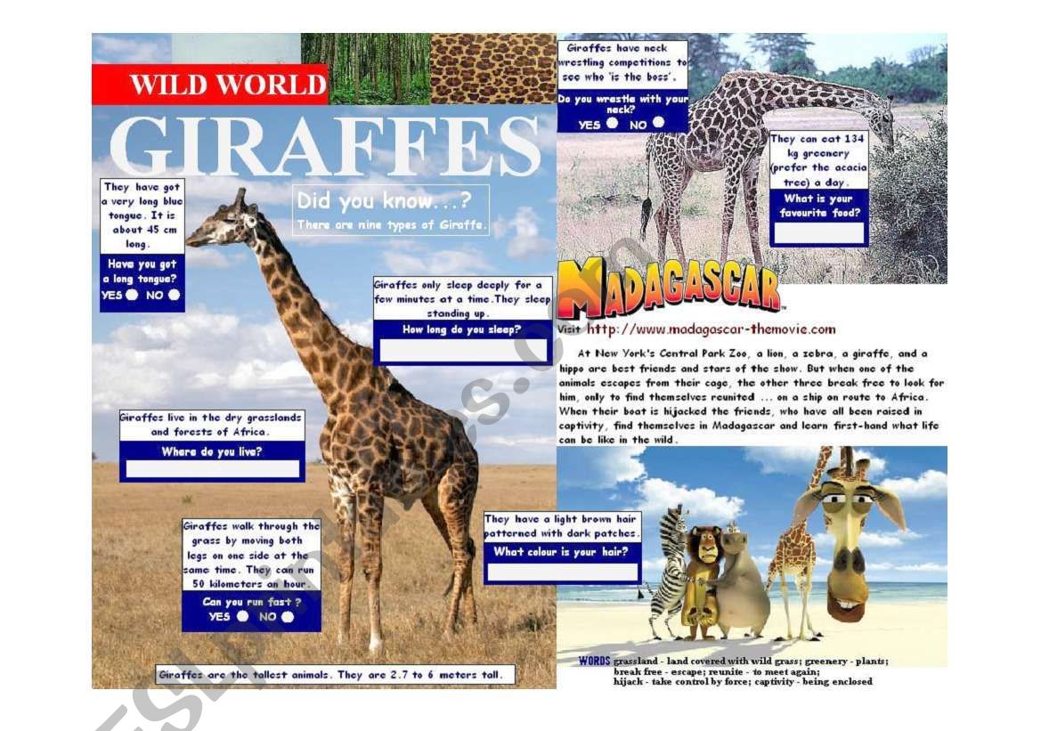Wild World - Giraffes worksheet