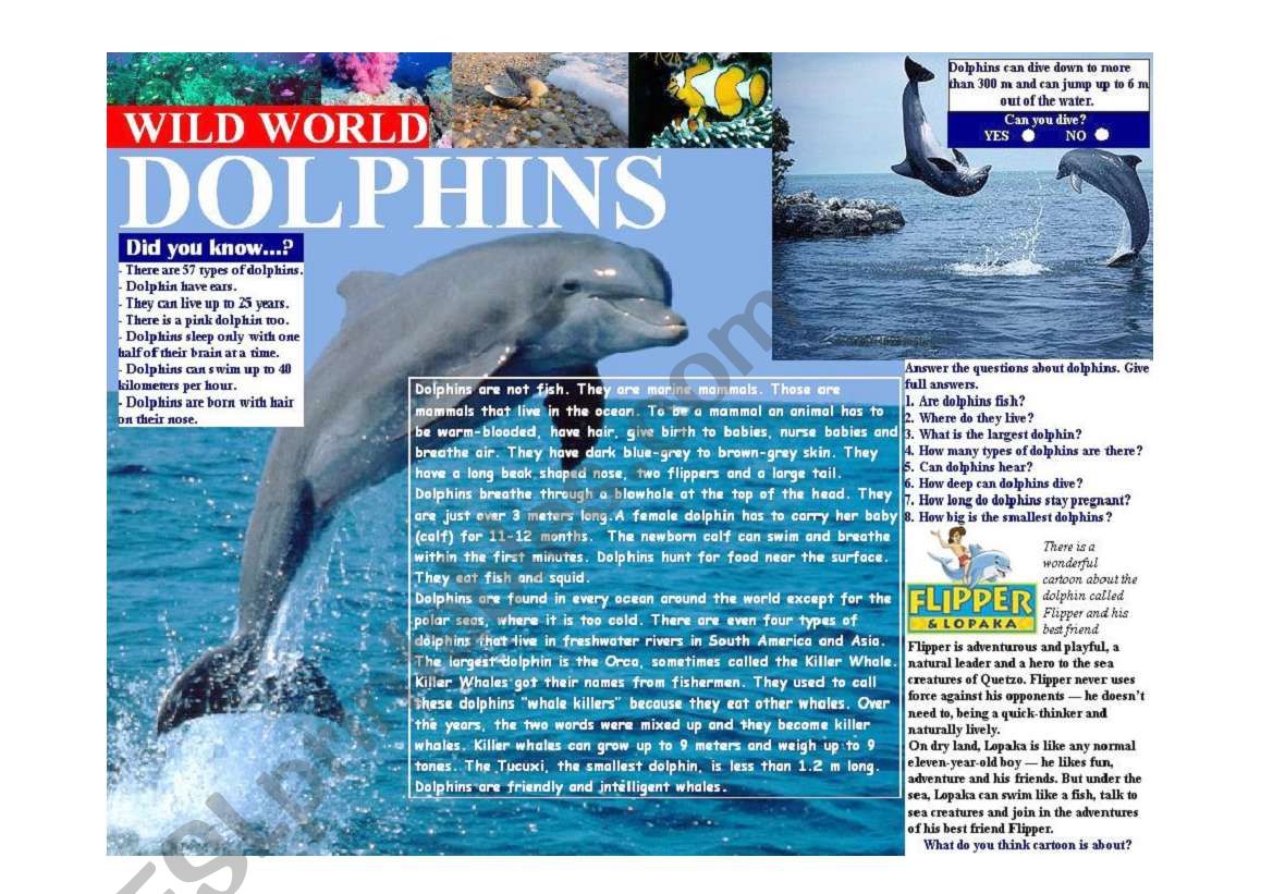 Wild World - Dolphins worksheet