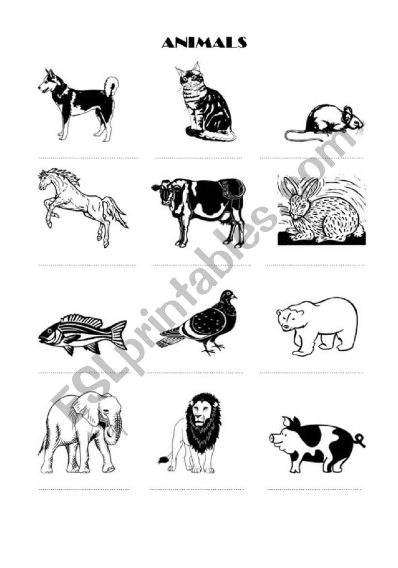 Animals worksheet