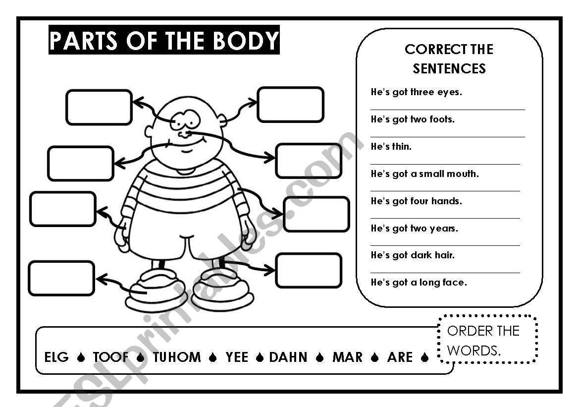 PARTS OF THE BODY worksheet