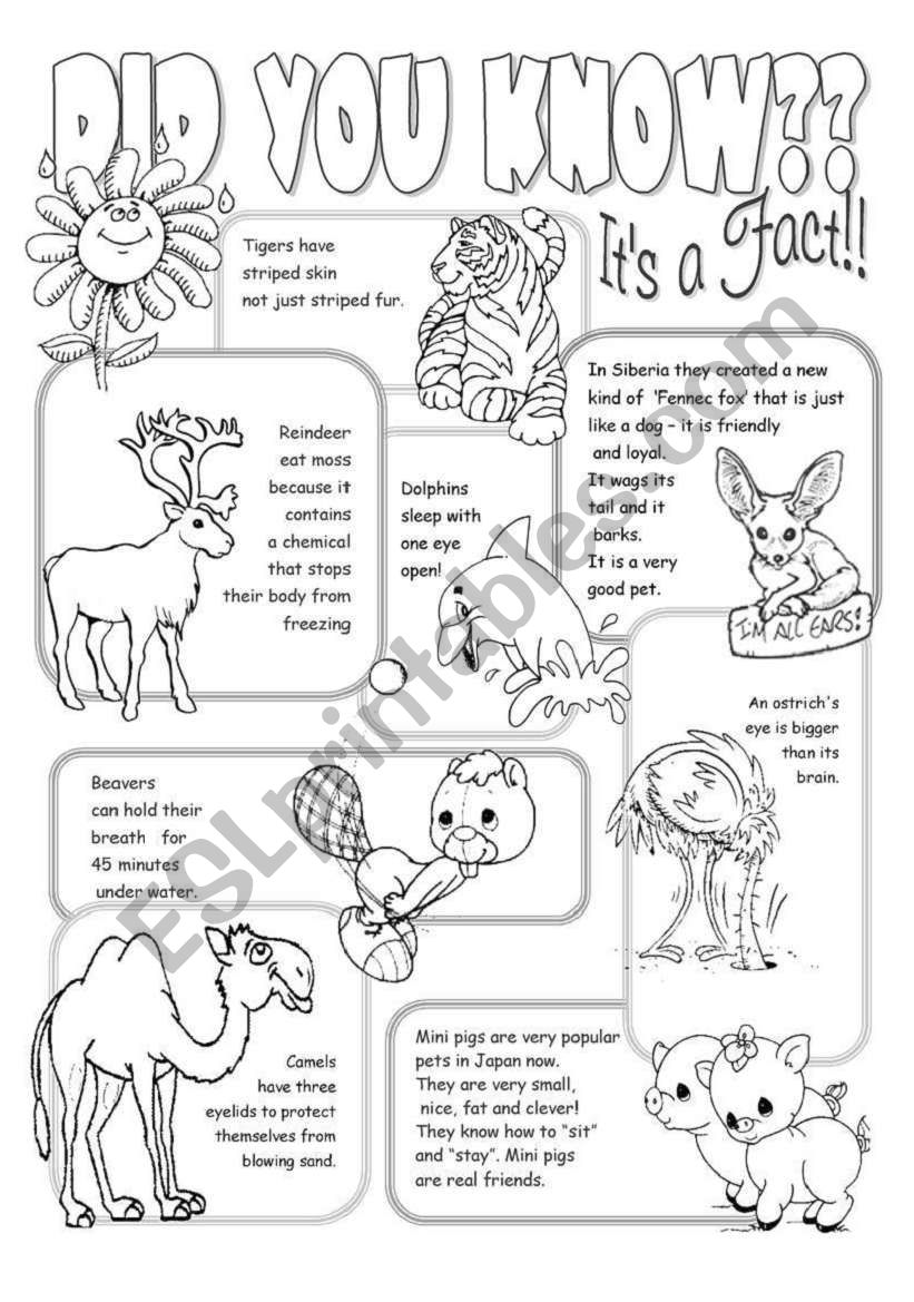 Interesting Facts About Animals - ESL worksheet by Alenka