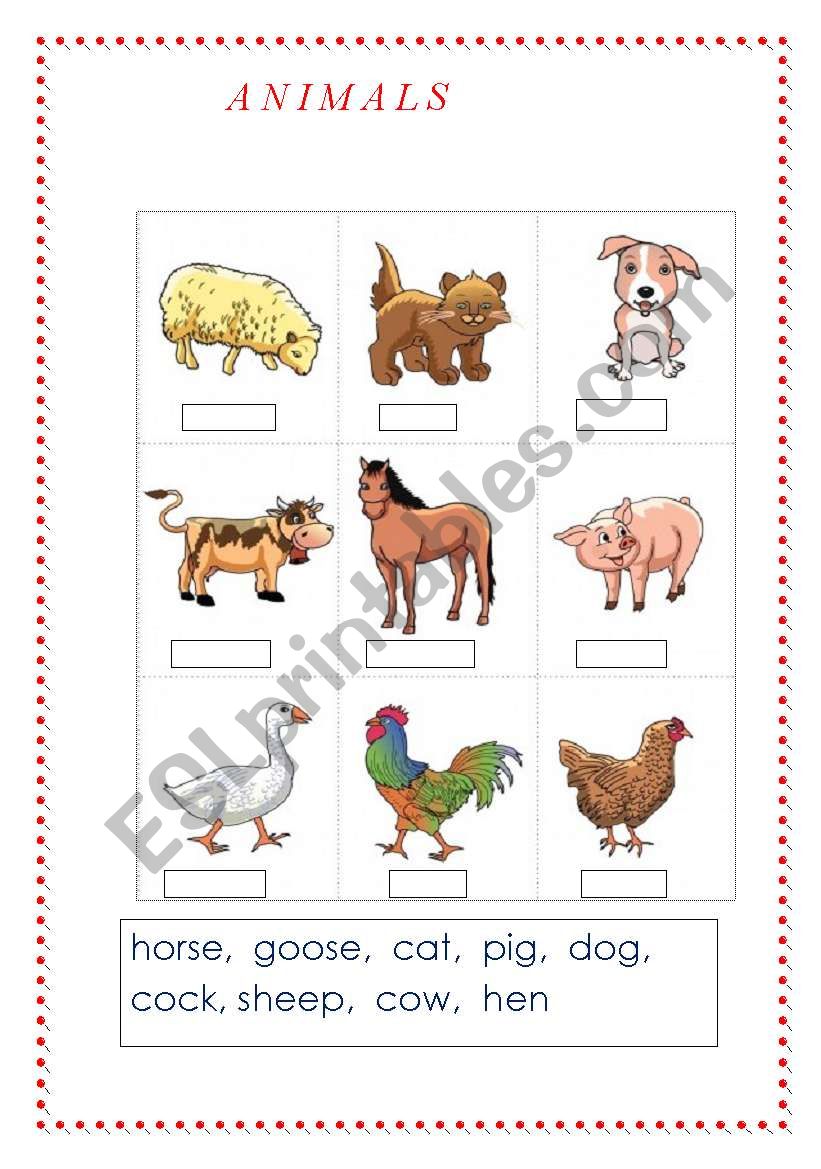 Animals worksheet