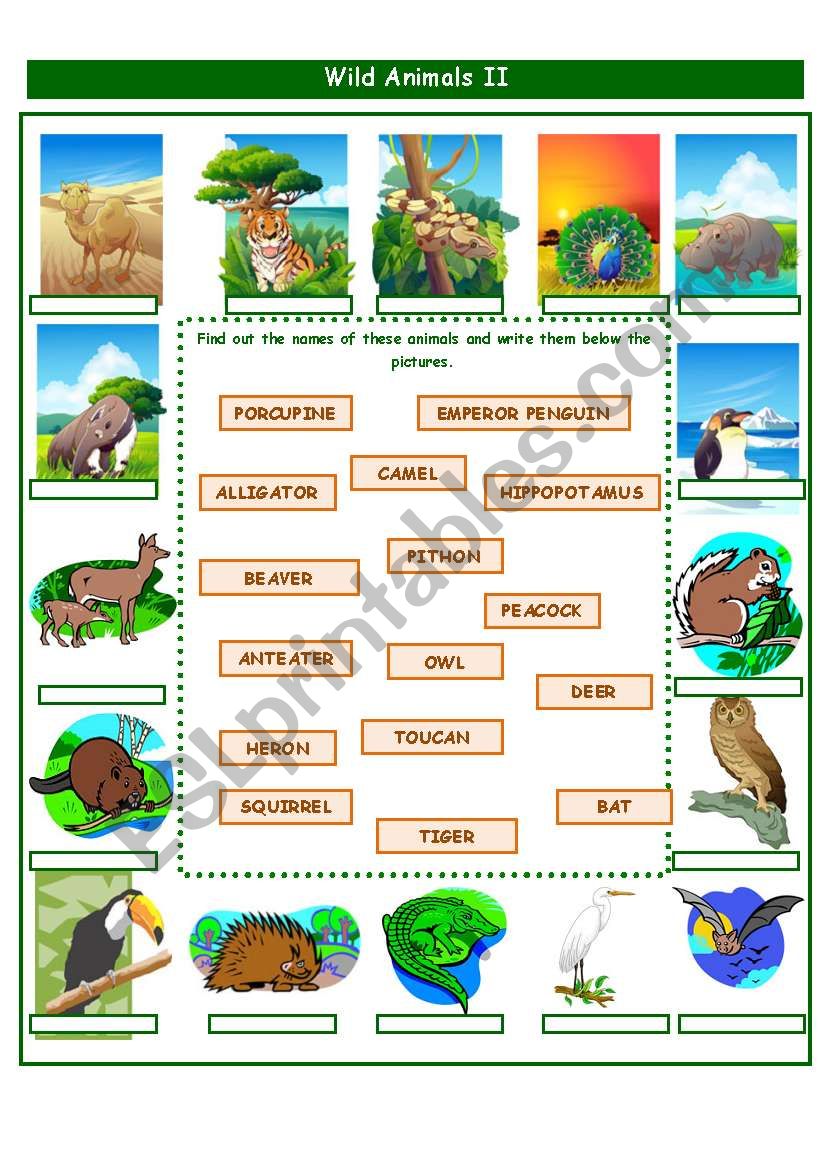 WILD ANIMALS PART 2 worksheet