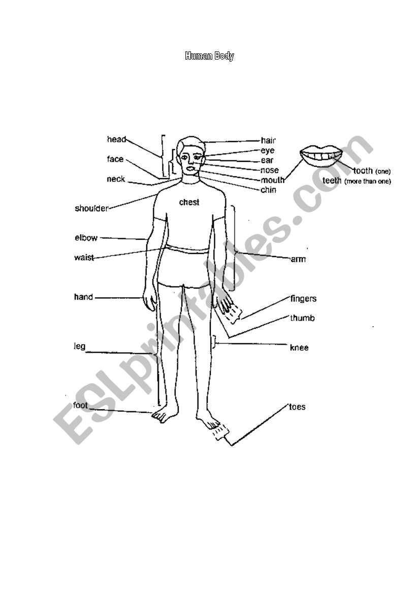 Human Body worksheet