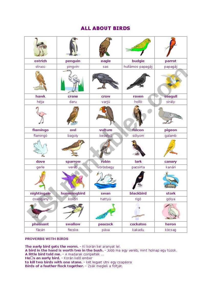 All about birds worksheet
