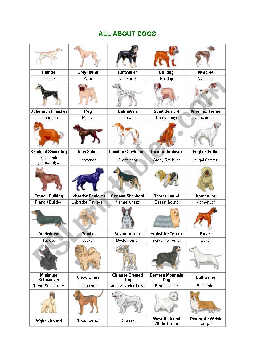 All abou dogs worksheet