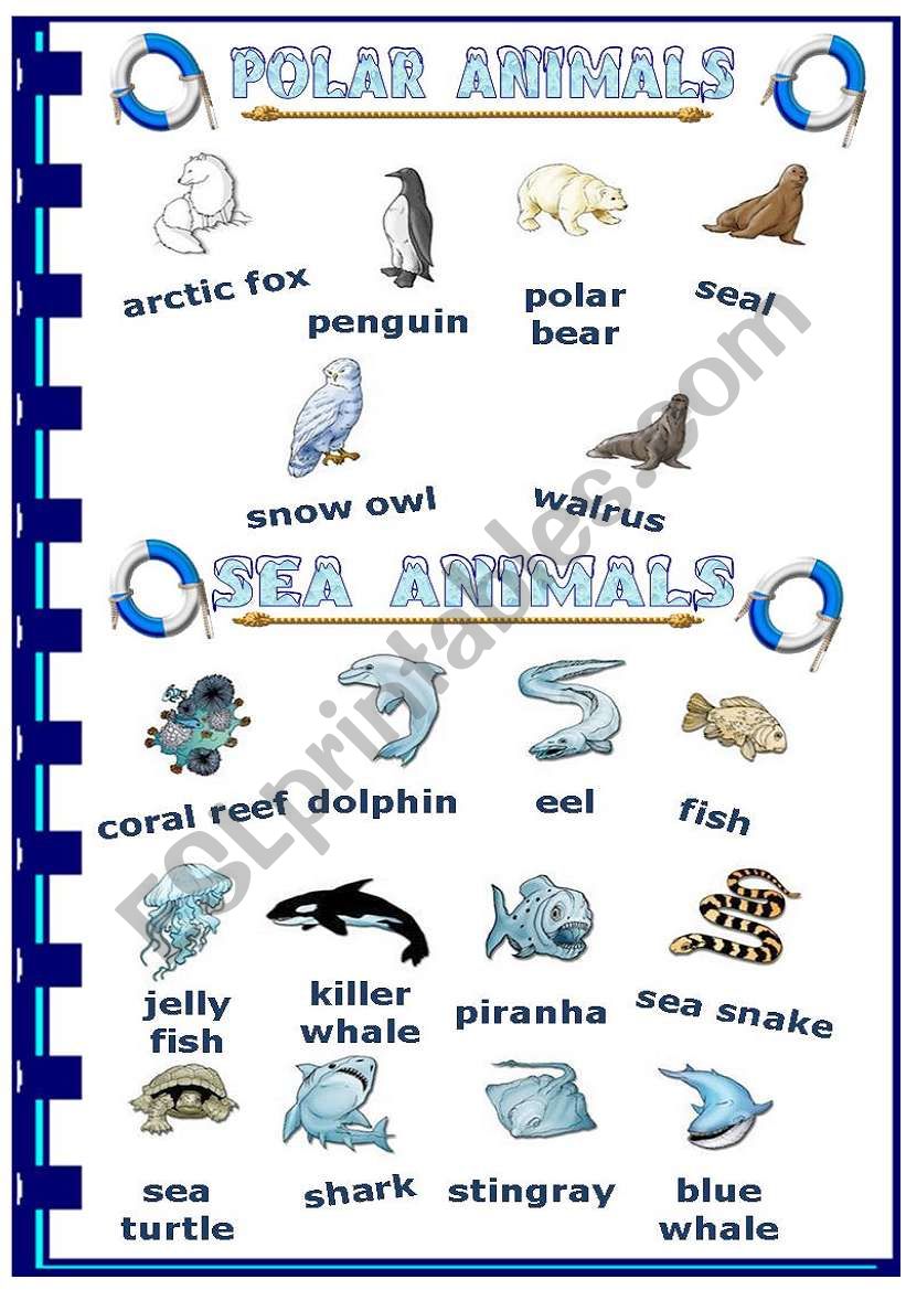 Polar and sea animals worksheet