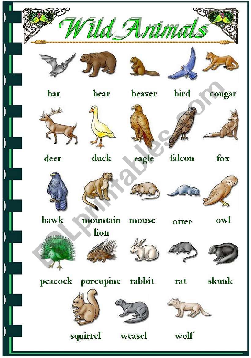 wild animals worksheet