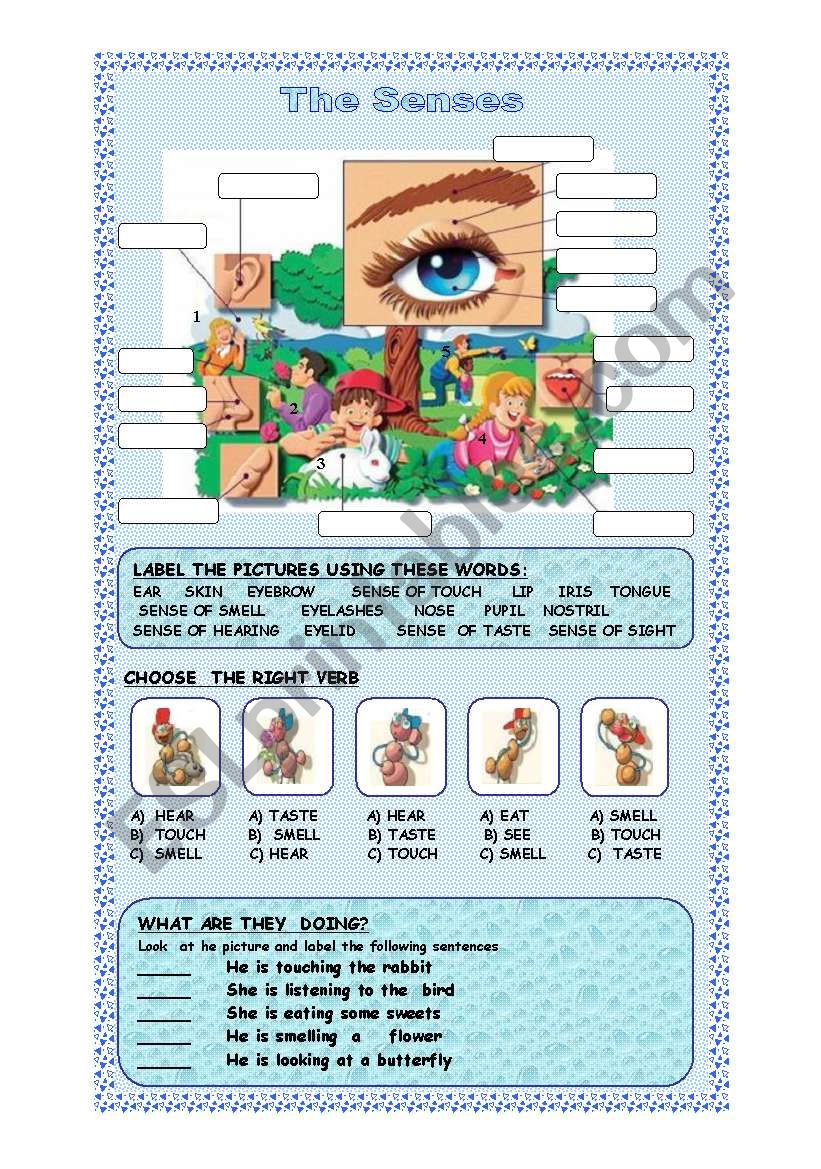 The Senses worksheet