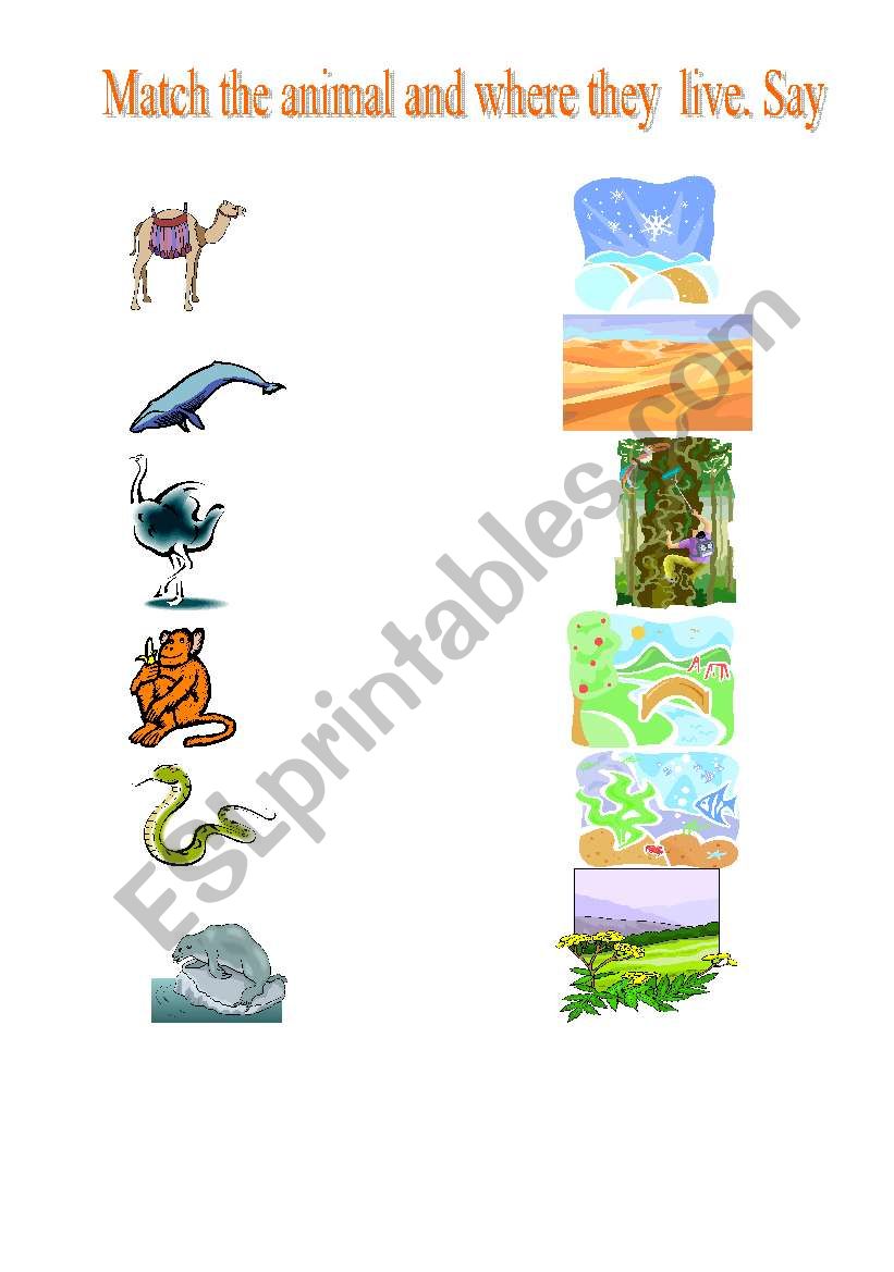 Match the animal with its home