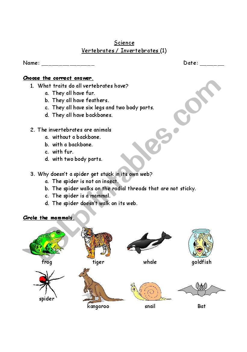 Vertebrates / Invertebrates worksheet