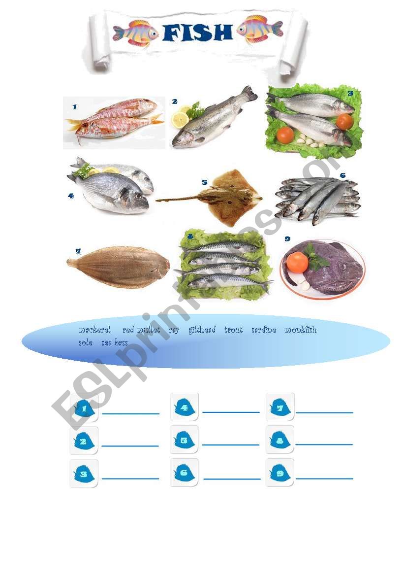 fish vocabulary worksheet