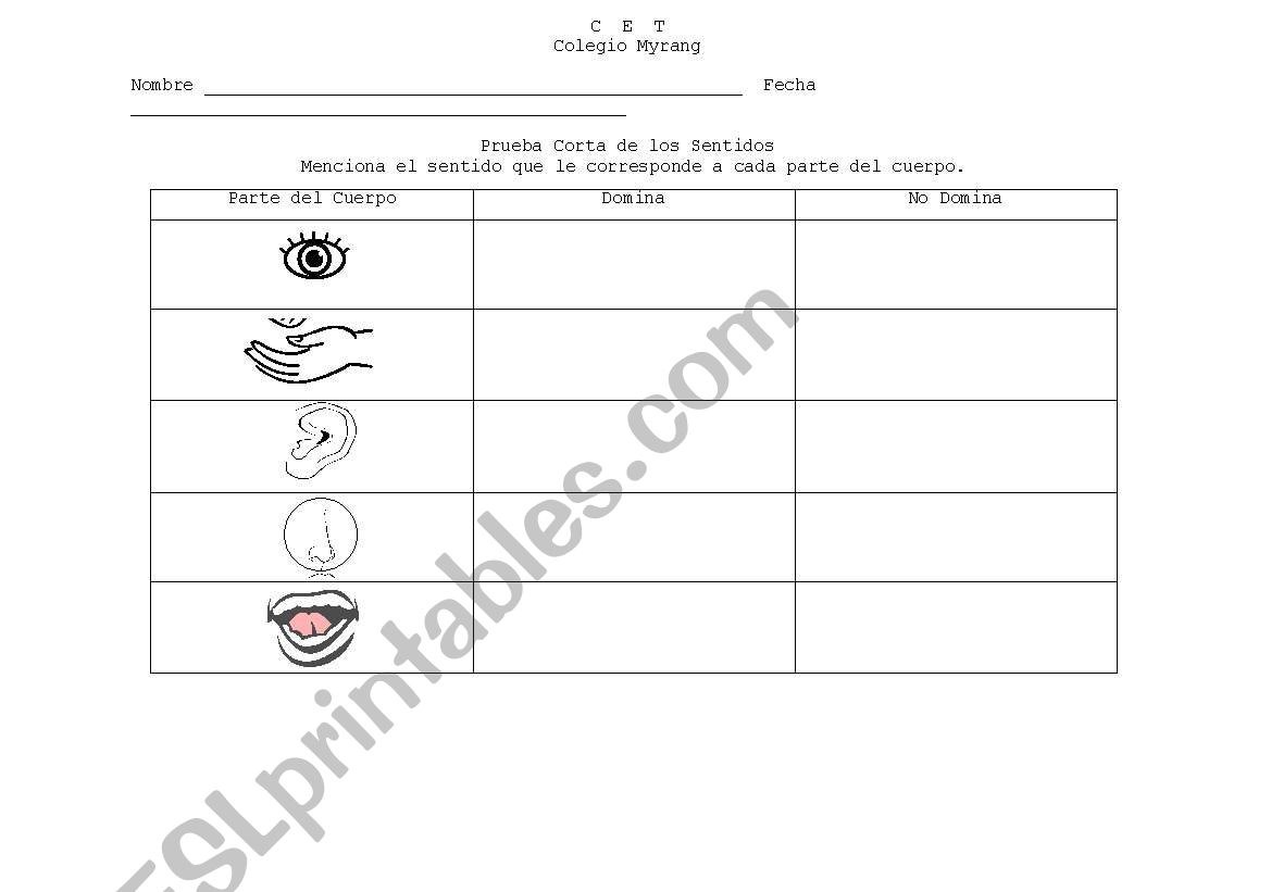 The senses worksheet