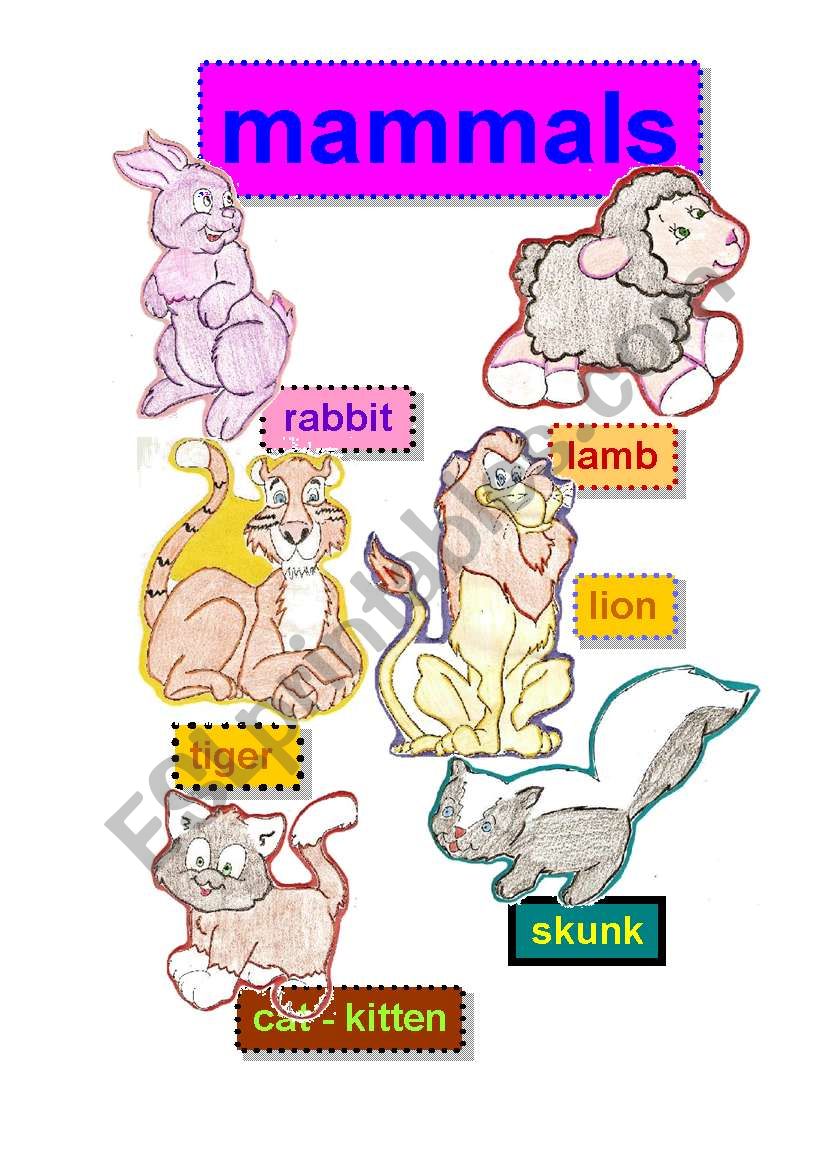 mammals flashcards #1- rabbit-lamb-tiger-lion-cat-kitten-skunk