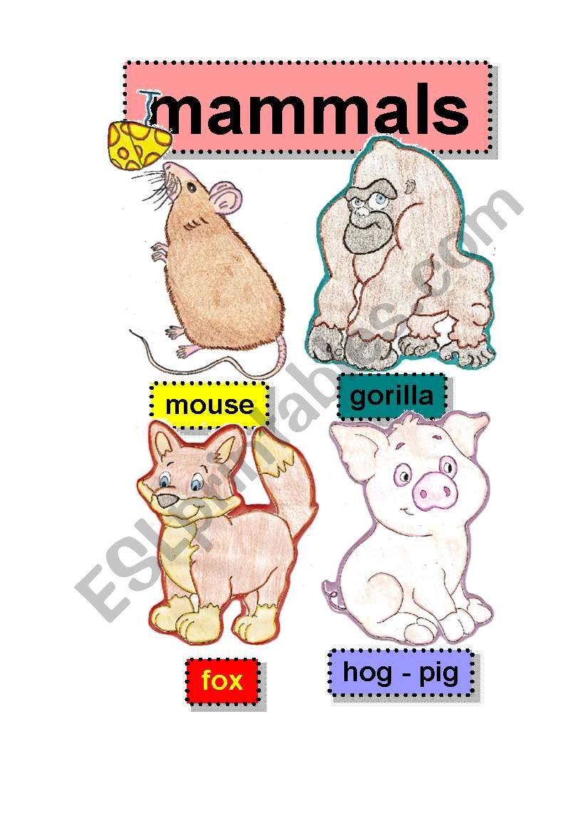 mammals - flashcards #2 - mouse-gorilla-fox-hog-pig