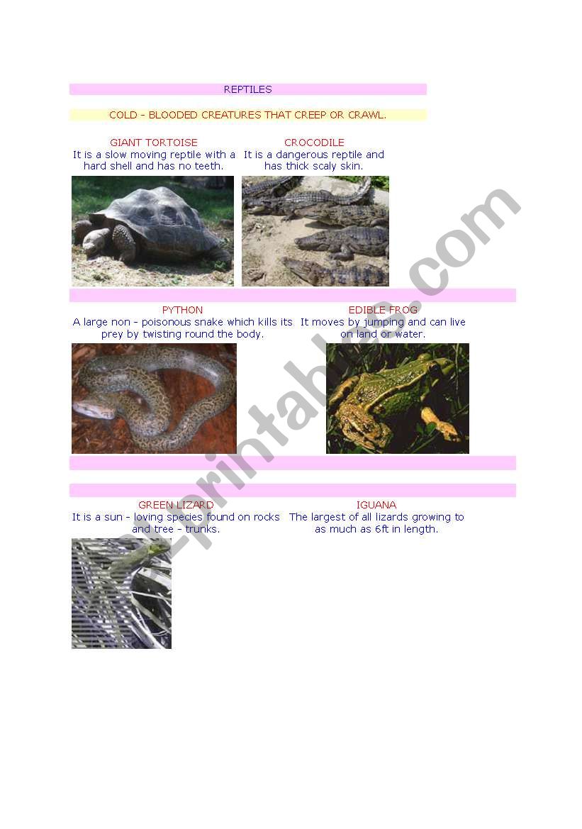 reptiles worksheet