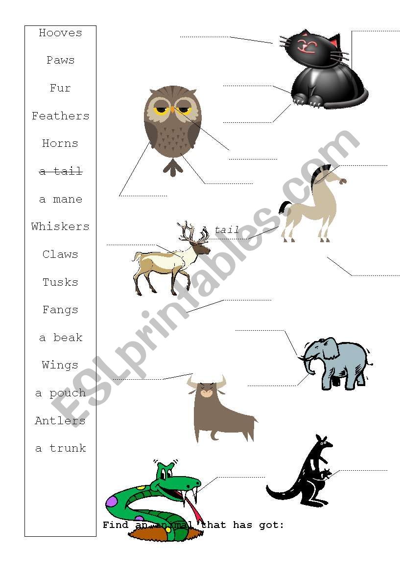 Zoo / animal worksheet worksheet