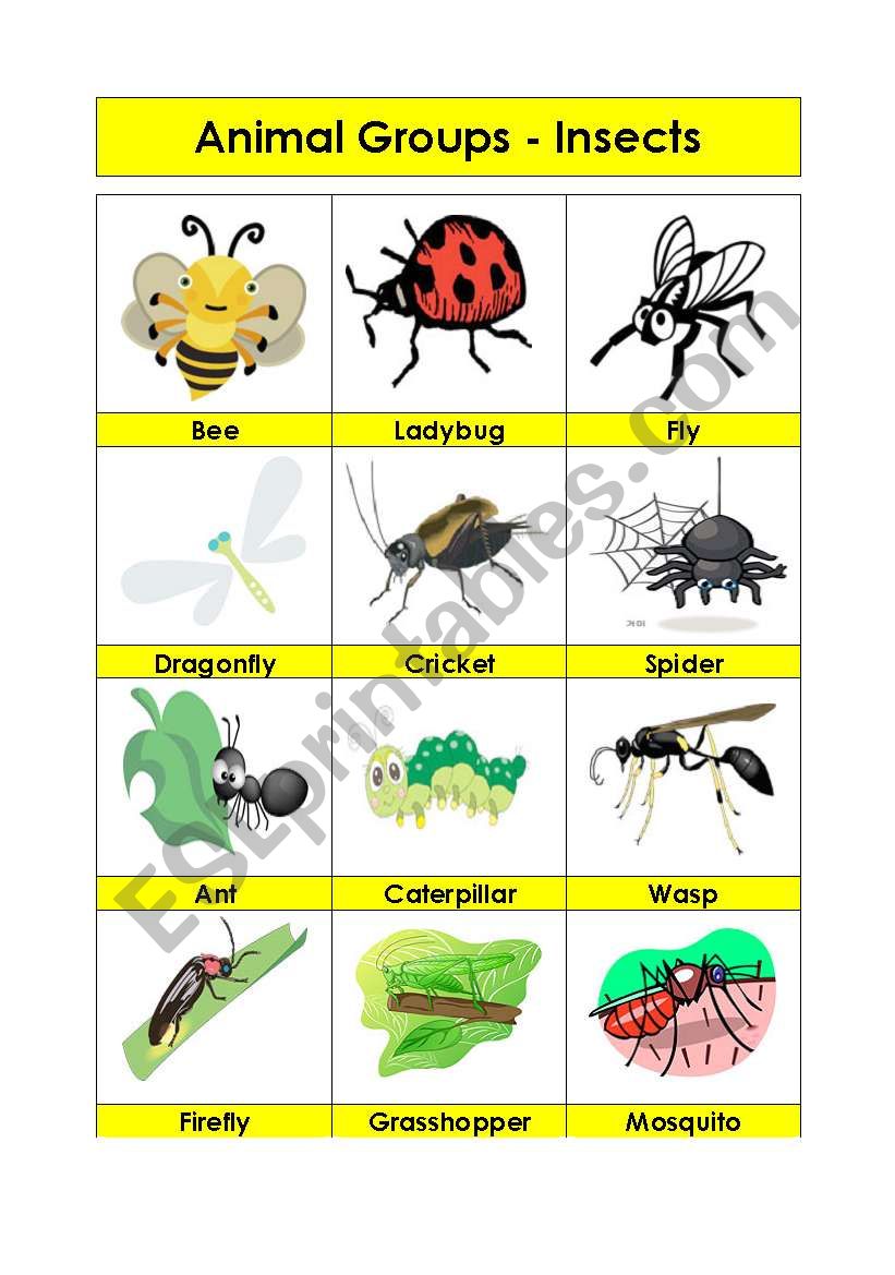 Animal Groups-Insects (2/5) worksheet