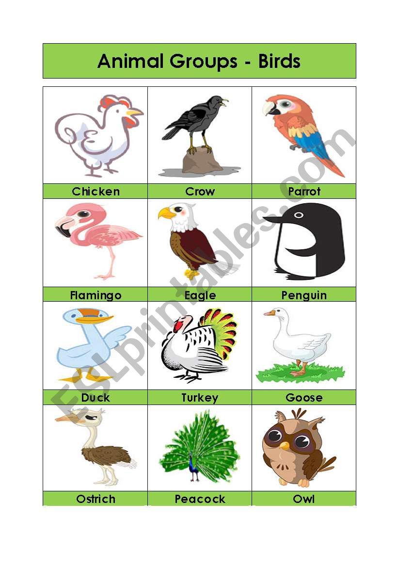 Animal Groups-Birds (4/5) - ESL worksheet by Amna 107