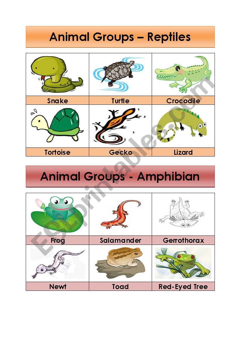 Animal Groups-Reptiles and Amphibians (5/5)