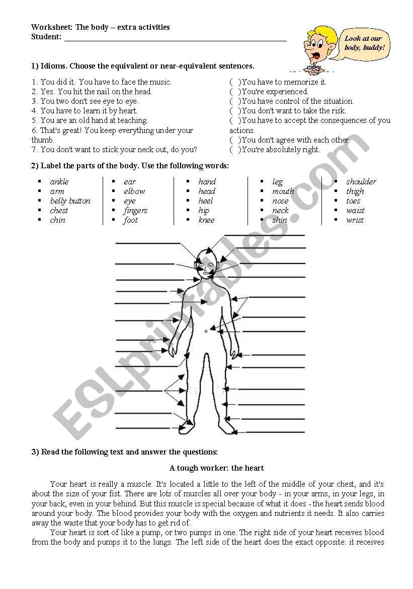 The body - varied activities worksheet