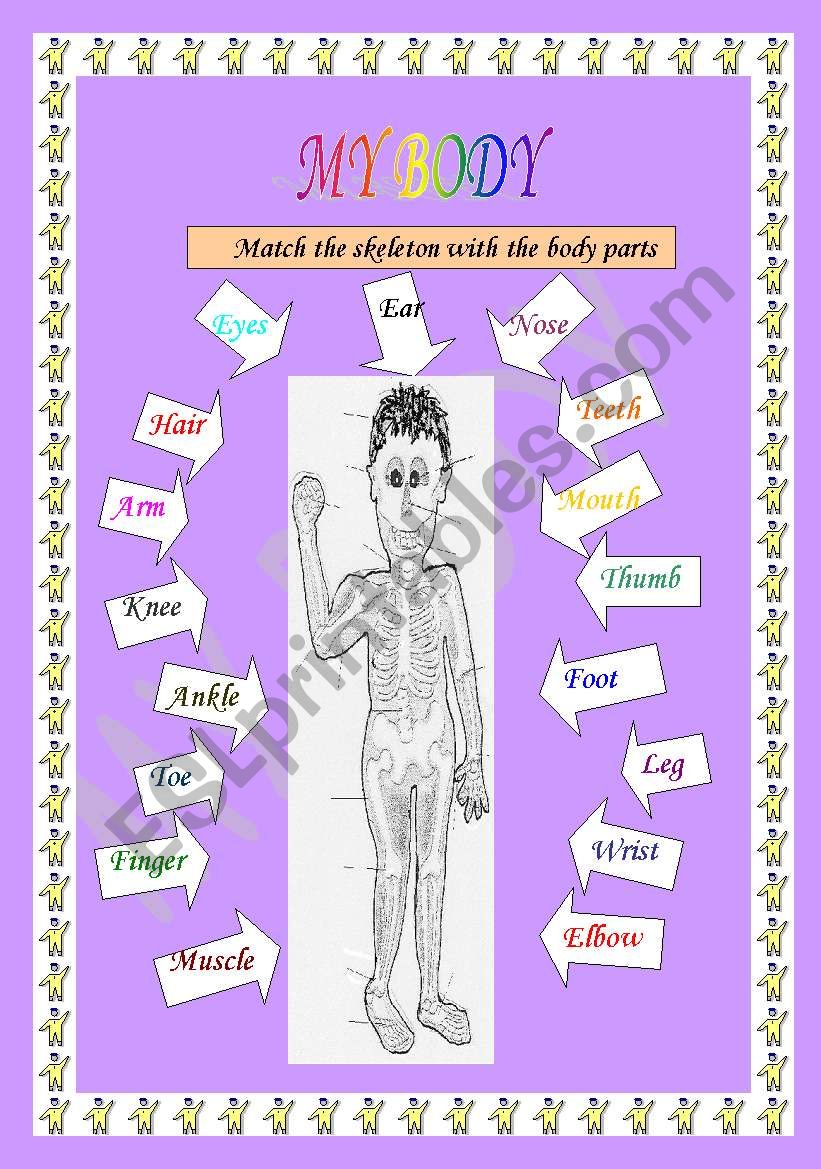 SKELETON AND THE BODY PARTS  worksheet