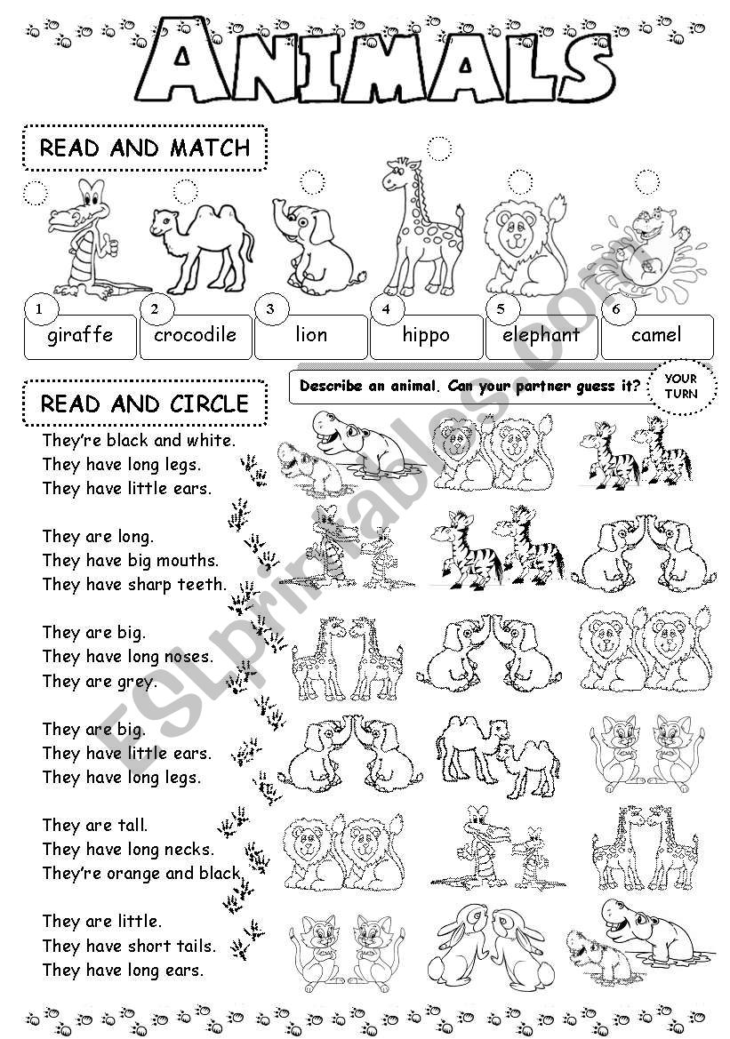 Animals worksheet