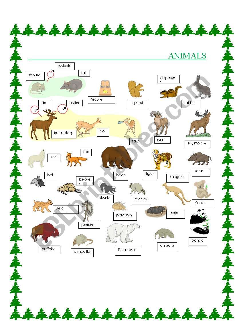 Animals worksheet