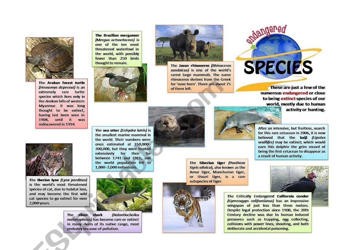 Endangered Species - ESL worksheet by xiles31