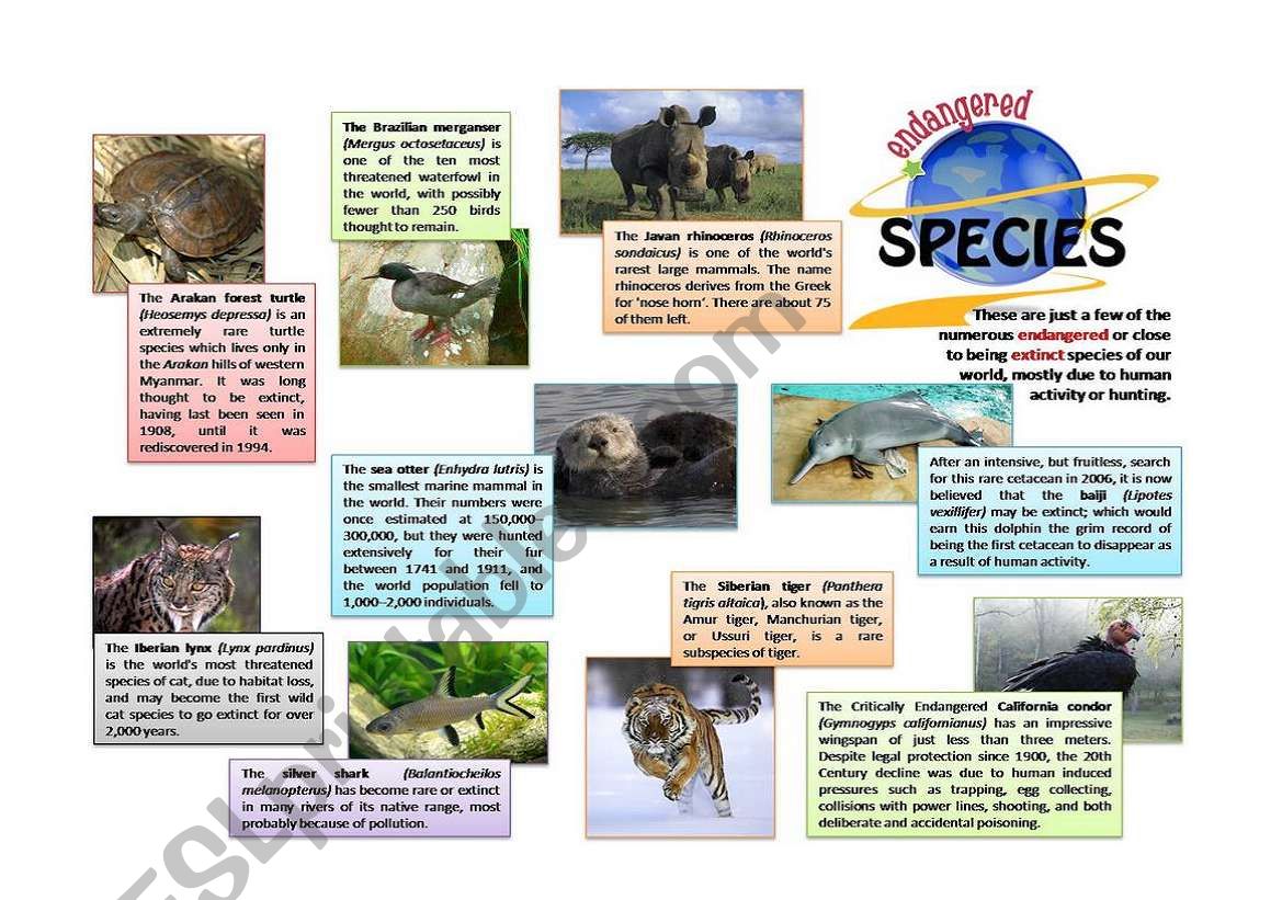 Endangered Species worksheet