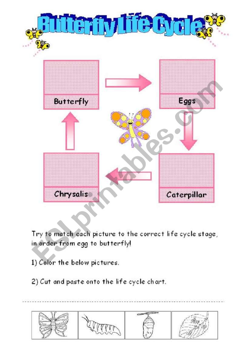 Butterfly Life Cycle worksheet