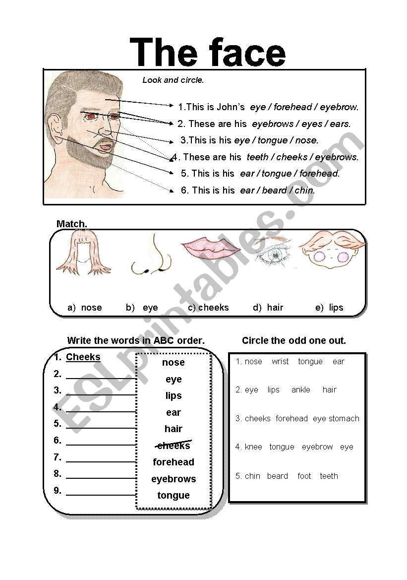 The face... worksheet