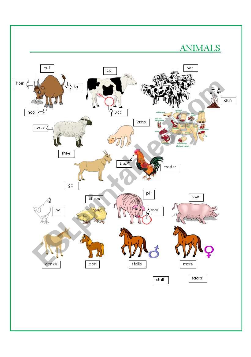 Animals part IV worksheet
