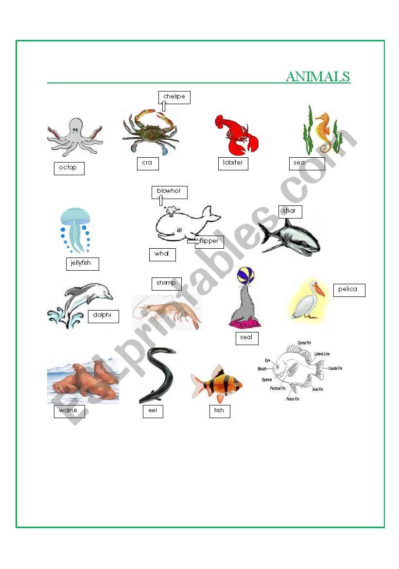 Animals Part V worksheet