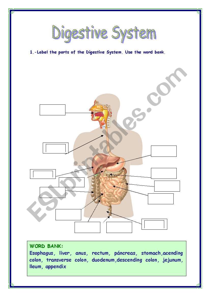 DIGESTIVE SYSTEM VOCABULARY worksheet