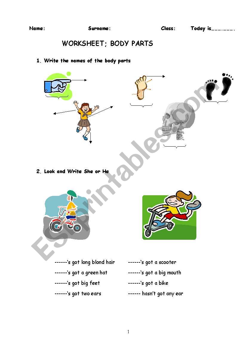 body parts worksheet