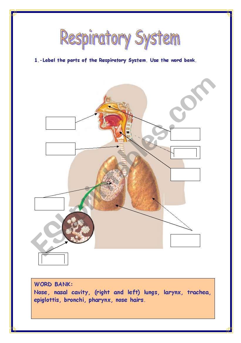 respiratory-system-esl-worksheet-by-refuerzo