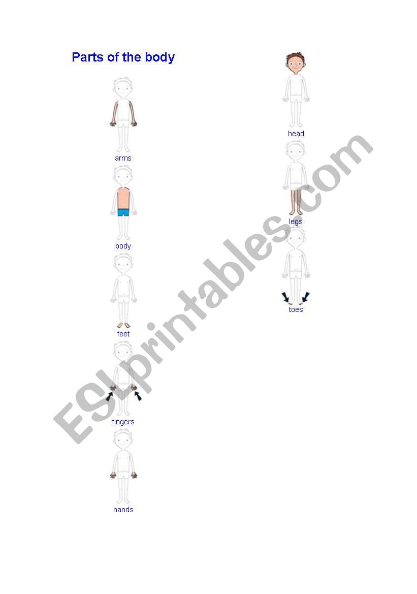 parts of the body worksheet
