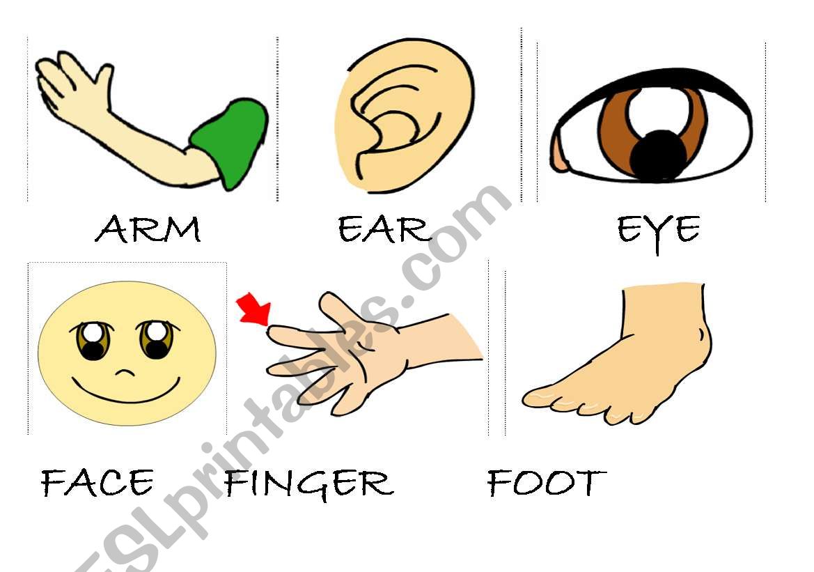 Body parts 1 worksheet