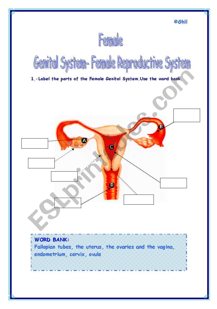 FEMALE GENITAL SYSTEM-FEMALE REPRODUCTIVE SYSTEM