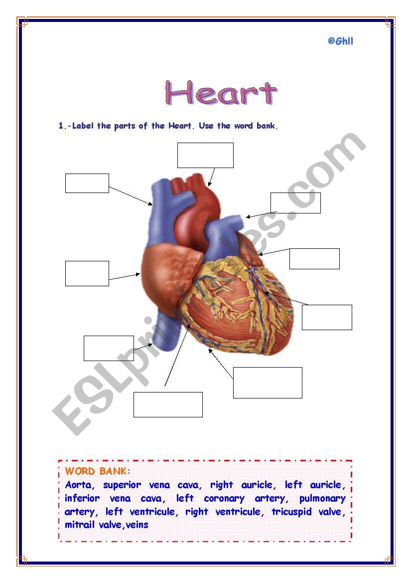 Parts of the Heart worksheet