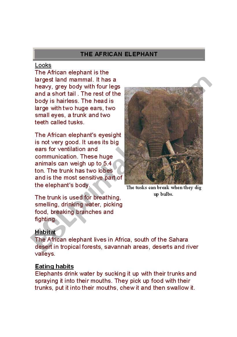 reading about elephant worksheet