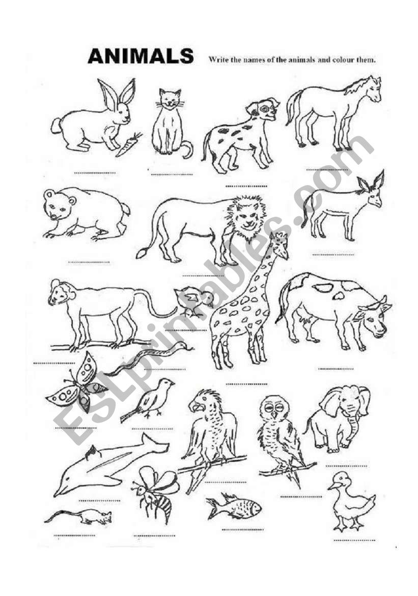 animals worksheet