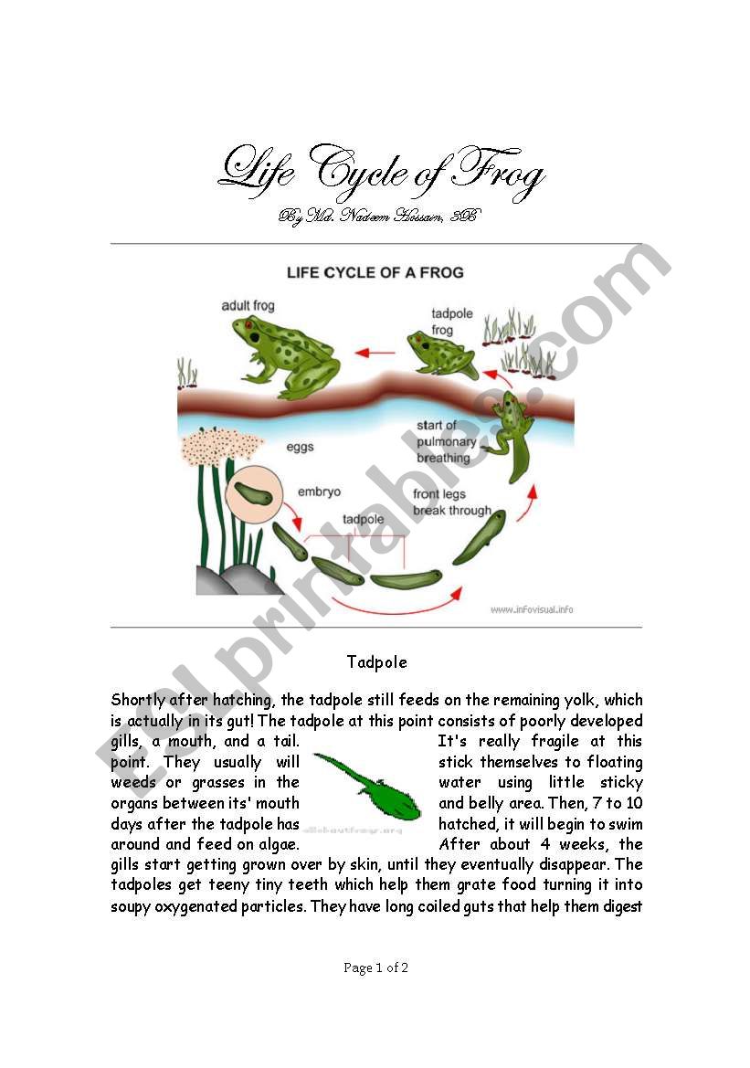 Life Cycle of Frog worksheet