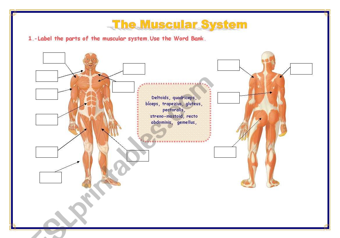 THE MUSCULAR SYSTEM worksheet