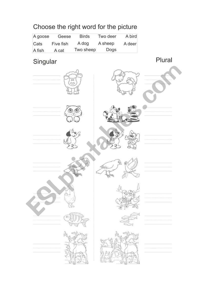 Animals  singular and plural worksheet