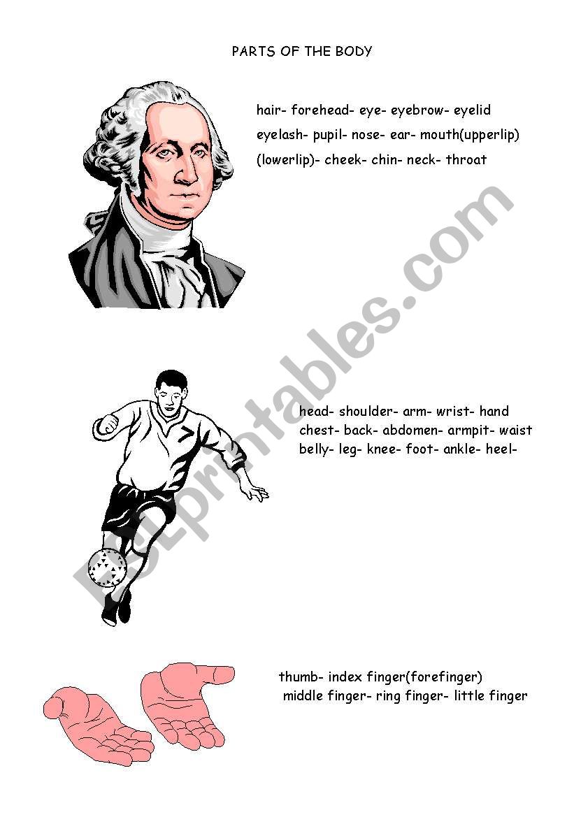 body parts worksheet