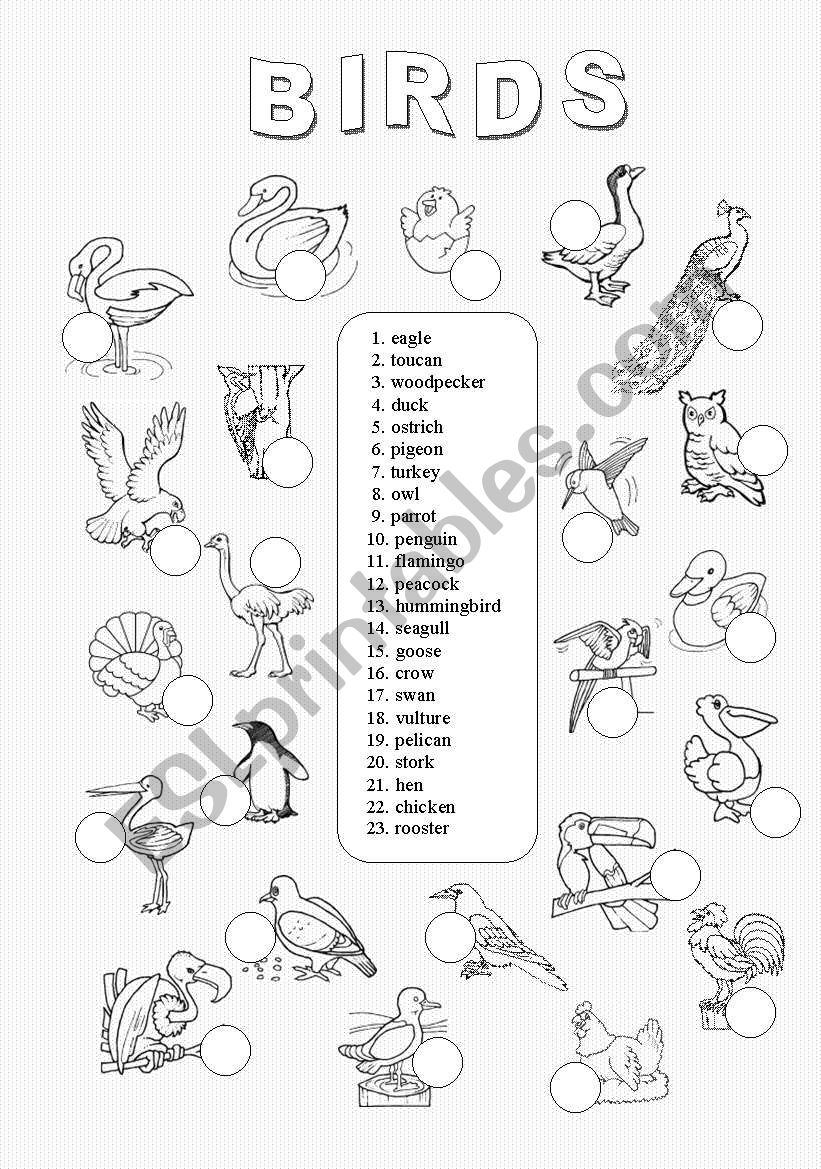 Birds (2/3) worksheet